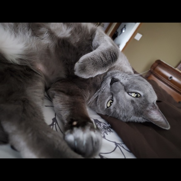 Meet your Posher, Jessica - Picture 2 of 2